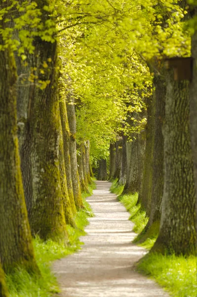 Avenue with many linden trees in row and footpath — Stock Photo, Image