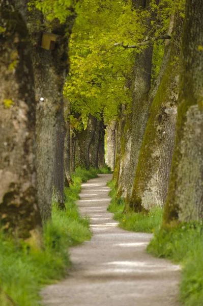 Avenue with many oak trees in row and footpath — Stock Photo, Image