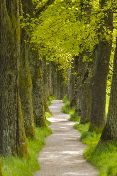 Avenue with many oak trees in row and footpath — Stock Photo, Image