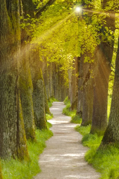 Allee mit vielen Eichen in Reihe und Fußweg — Stockfoto