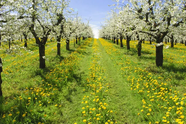 Viele blühende Apfelbäume in Reihe auf Feld mit Frühlingsblumen — Stockfoto