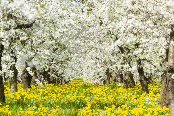 Viele blühende Apfelbäume in Reihe auf Feld mit Frühlingsblumen — Stockfoto