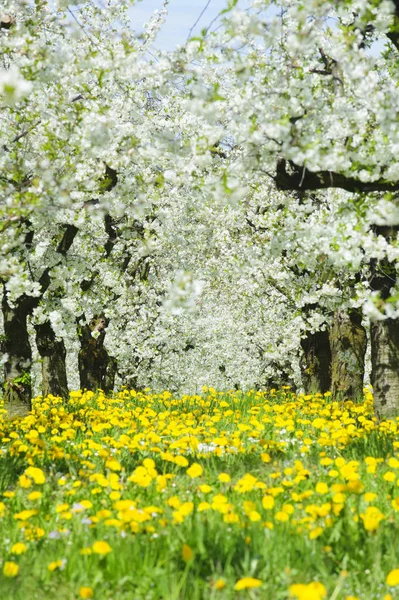 Many blooming apple trees in row on field with spring flowers — Stock Photo, Image