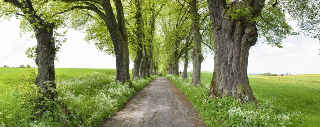 Avenue with many linden trees in row and footpath