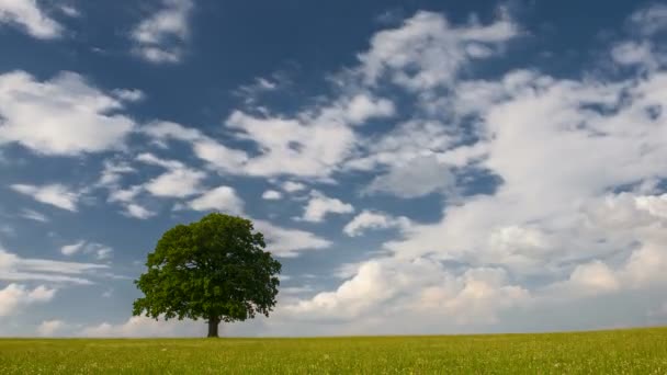 Nuvole Movimento Sul Cielo Blu Singolo Albero Sul Prato — Video Stock