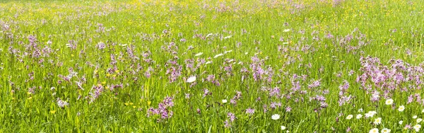 Цветы Поле Копировальным Пространством Весной — стоковое фото