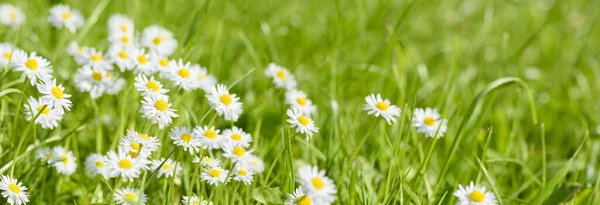 Bloemen Het Veld Met Kopieerruimte Het Voorjaar — Stockfoto