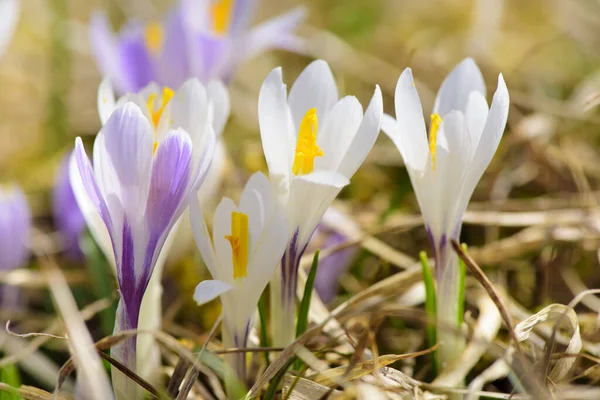 Crocus Flower Field Springtime — Stock Photo, Image