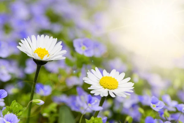 Margaridas Campo Com Chama Lente Raios Sol — Fotografia de Stock