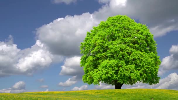 Одно Буковое Дерево Лугу Весной — стоковое видео