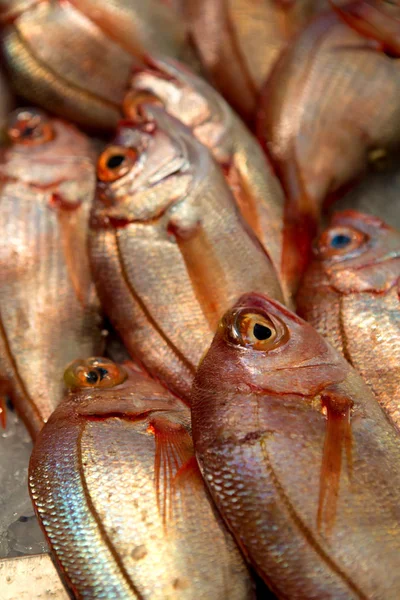 Mnoho čerstvých Kajmanka dravá ryba na trhu — Stock fotografie
