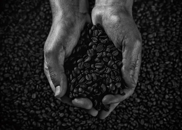 Håndfuld kaffebønner sort og hvid - Stock-foto