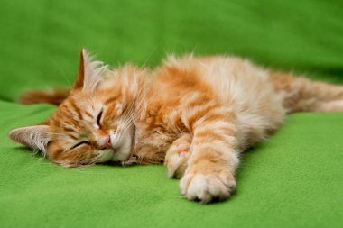 Uyuyan genç siberian kedi
