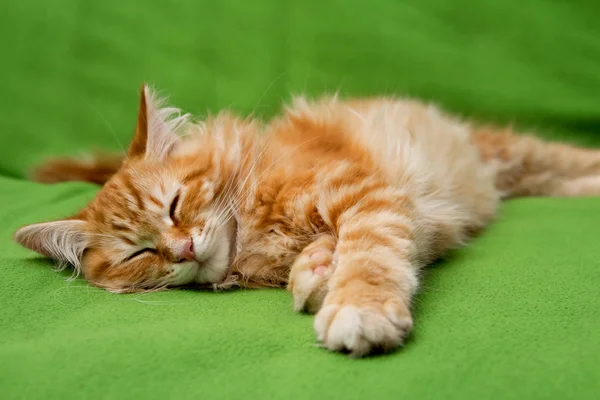 Uyuyan genç siberian kedi — Stok fotoğraf