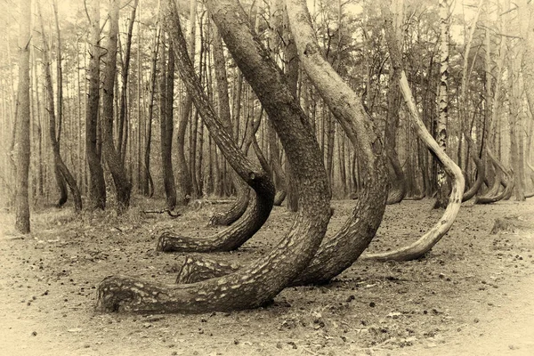 Bosque torcido en Polonia Imagen De Stock