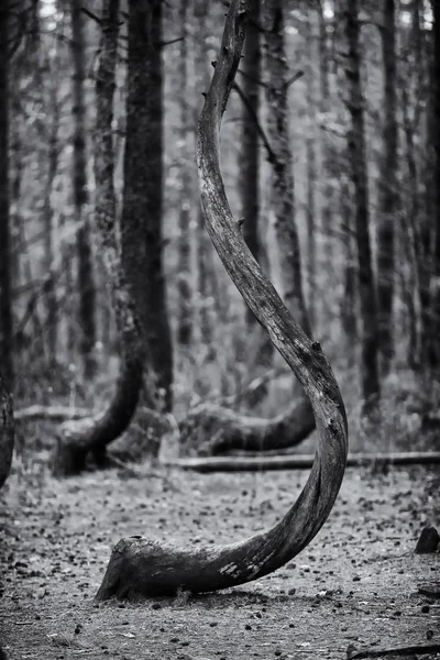 波兰格里菲诺的弯曲树 图库照片