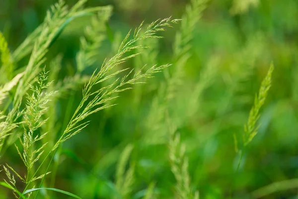 Zbliżenie trawa uszy - zielony łąka — Zdjęcie stockowe