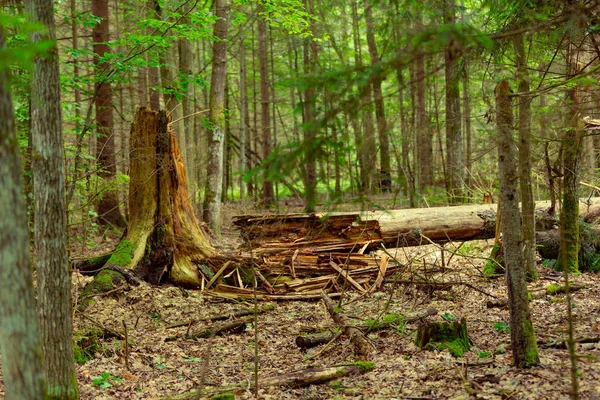 Старое упавшее мертвое дерево в лесу — стоковое фото