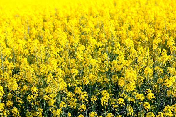 Champ de fleurs fraîches de colza jaune — Photo