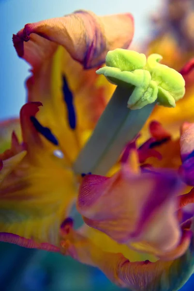 Colorful abstract macro shot of flower — Stock Photo, Image