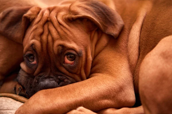 Cachorrinho sonolento cão alemão Boxer — Fotografia de Stock