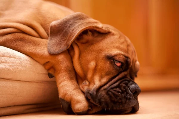 Boxer alemão - cachorro com ressaca — Fotografia de Stock