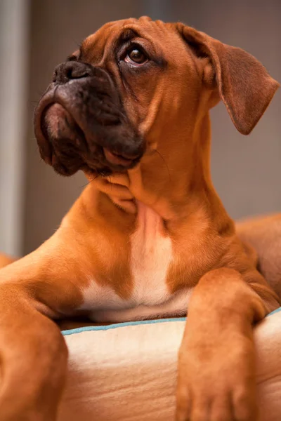 Retrato de un cachorro perro alemán boxeador — Foto de Stock