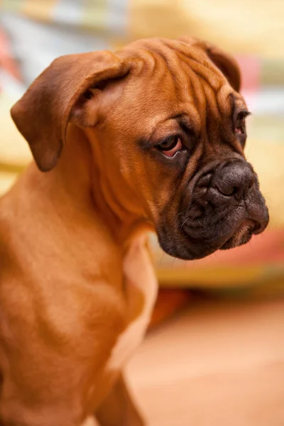 Retrato de um cachorro cachorro cachorro alemão Boxer — Fotografia de Stock