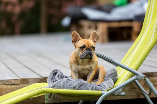 Bulldog francés sentado en una tumbona — Foto de Stock