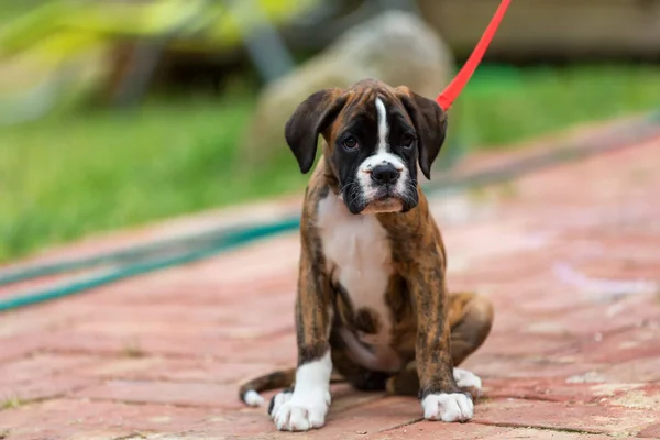 Retrato de um cachorro cachorro cachorro alemão Boxer — Fotografia de Stock