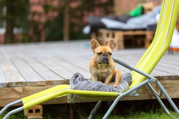 Ranskalainen bulldog istuu tuolilla — kuvapankkivalokuva