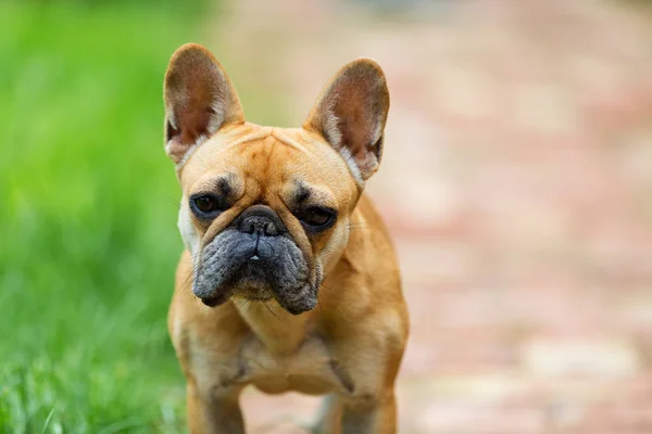 Ranskalainen bulldog katselee kameraan — kuvapankkivalokuva