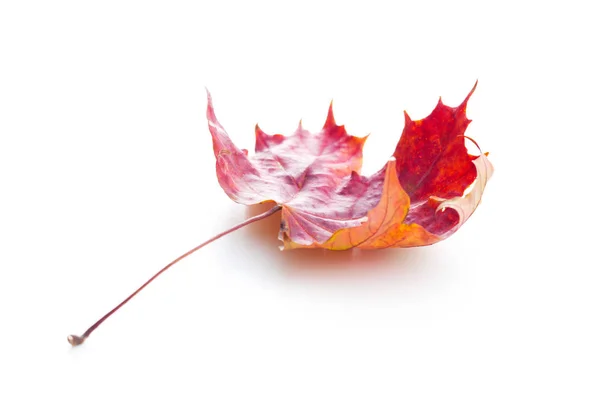 カラフルな秋の葉. — ストック写真