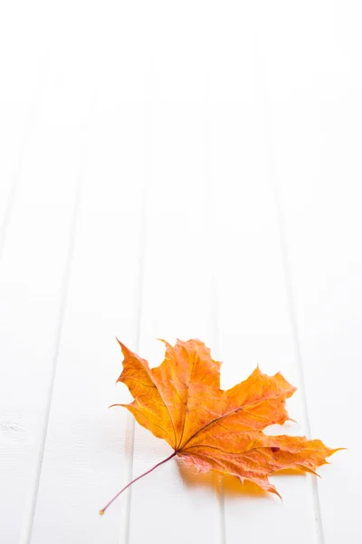 Hoja de otoño colorido . —  Fotos de Stock
