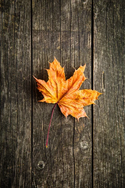 カラフルな秋の葉. — ストック写真