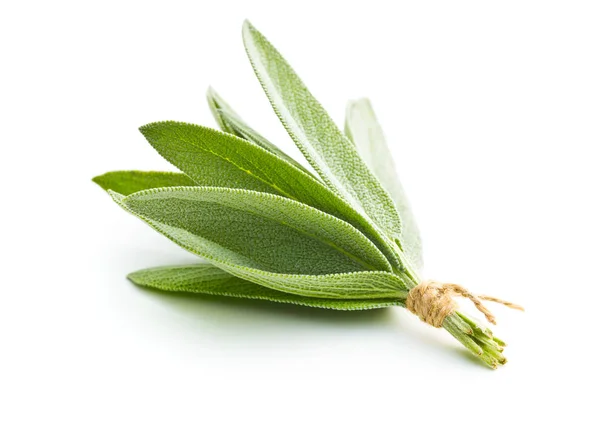 Salvia officinalis. Sage leaves. — Stock Photo, Image