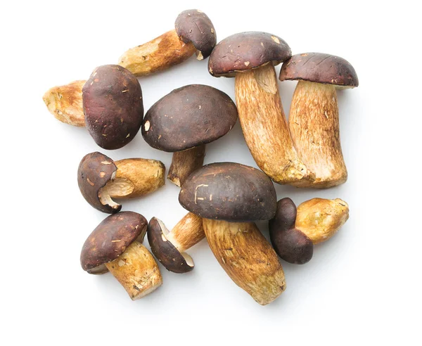 Fresh boletus mushrooms. — Stock Photo, Image