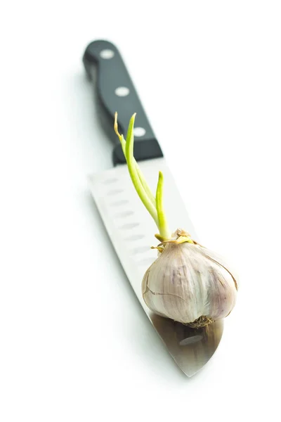 Klíčivost česnek. — Stock fotografie