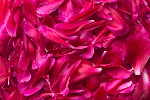 I petali di peonia . — Foto Stock