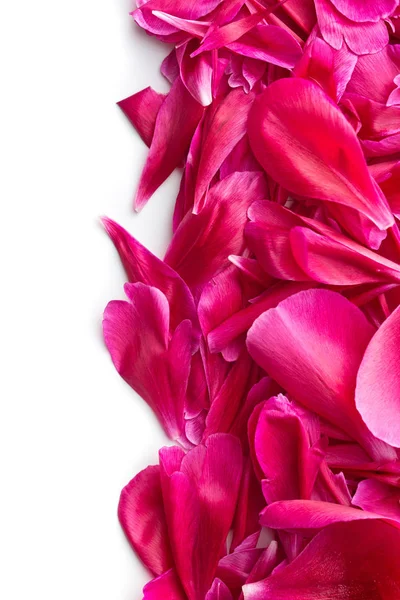 I petali di peonia . — Foto Stock