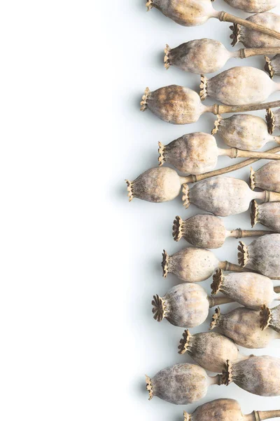 Dried poppy heads. — Stock Photo, Image
