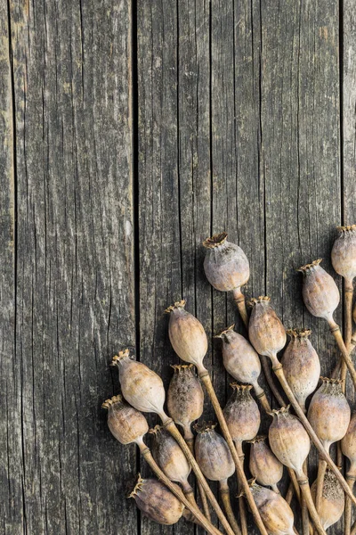 Dried poppy heads. — Stock Photo, Image