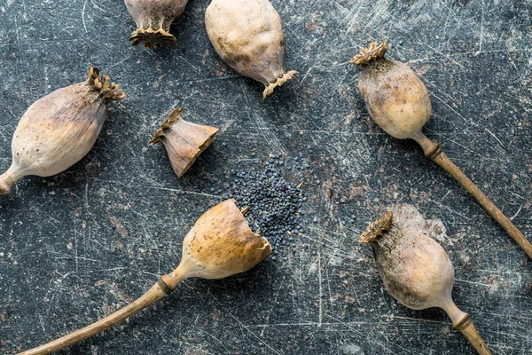 Dried poppy heads and seeds. — Stock Photo, Image