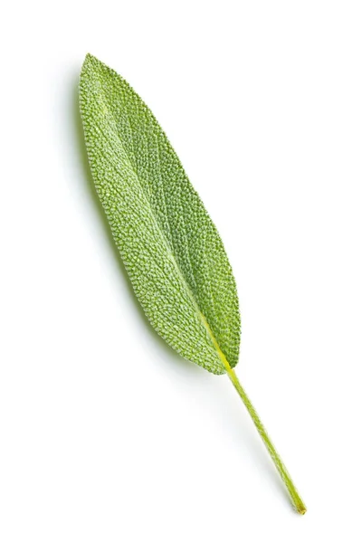 Salvia officinalis. Liść szałwii. — Zdjęcie stockowe
