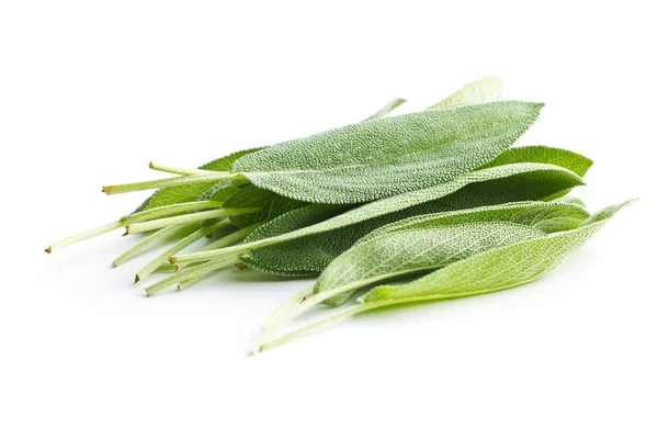 Salvia officinalis. Salbeiblätter. — Stockfoto