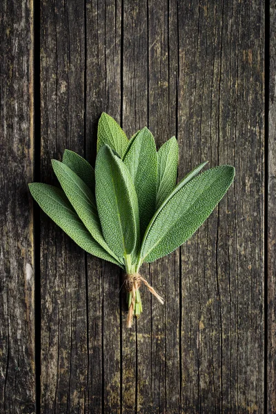 Salvia officinalis. Listy šalvěje. — Stock fotografie