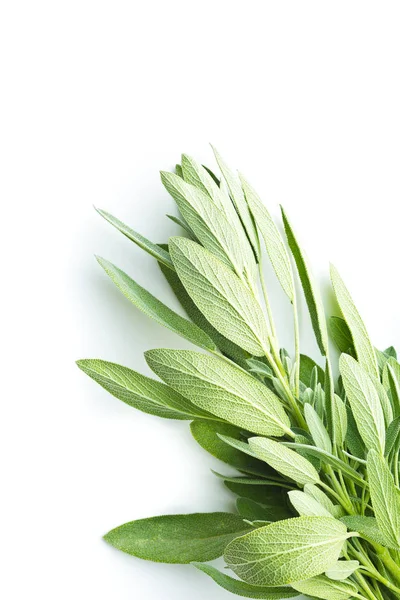 Salvia officinalis. Sage gren. — Stockfoto