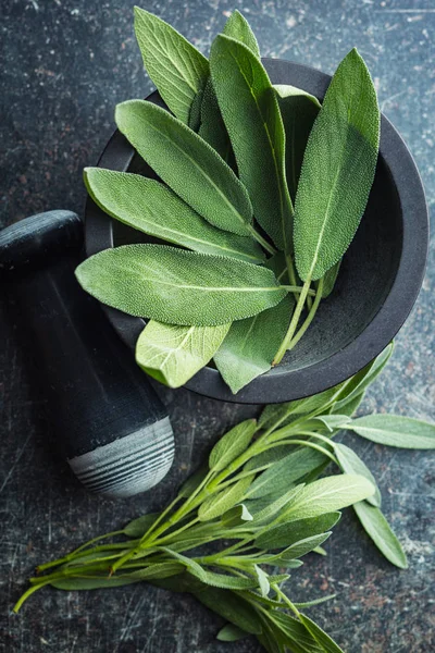 Salvia officinalis. Salbeiblätter. — Stockfoto