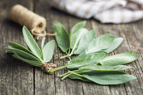 Salvia officinalis. Salbeiblätter. — Stockfoto