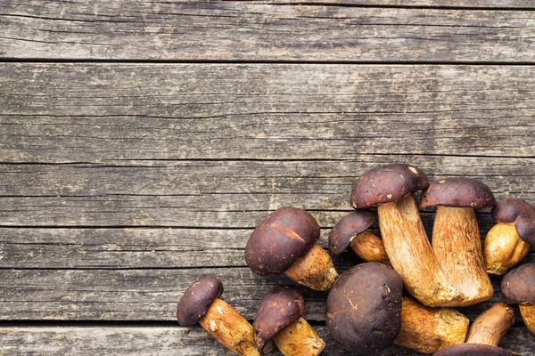 Verse boletus paddestoelen. — Stockfoto